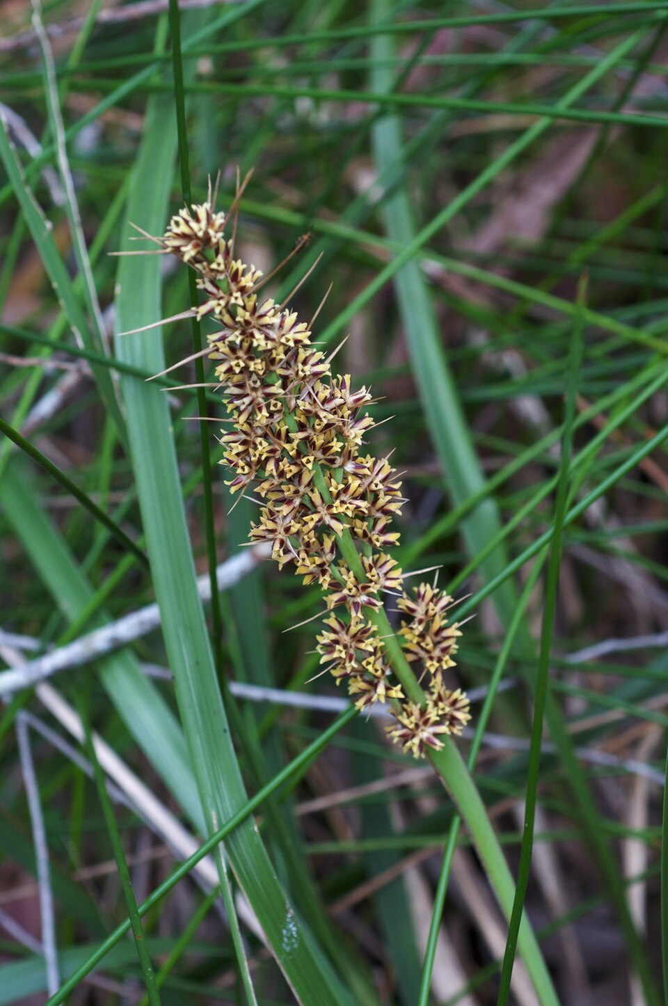 Spiny-headed Mat-rush flowering detail